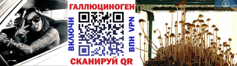 Купить где  Шебекино  Галлюциногенные грибы мицелий 